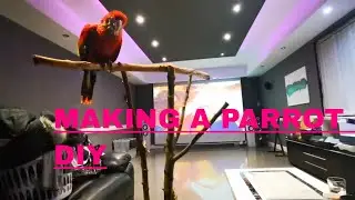 MAKING A PARROT STAND  DIY