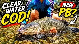 Murray Cod Fishing in a Crystal Clear River