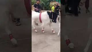 Massive Kota Goat #bakraeid #bakraeid2024 #bakraeidspecial #bakra #goats #trending #biggoats *#kota