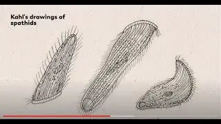 Video of Spathidium