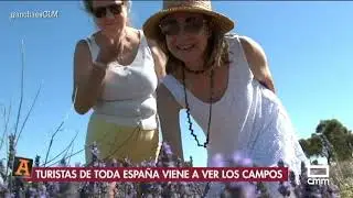 X aniversario del Festival de la Lavanda en Brihuega | Ancha es Castilla - La Mancha