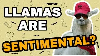 DO LLAMAS HAVE FEELINGS?  / Funny And Cute Llamas / Compilation + Curiosities