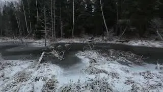 Охота с русской гончей, искали зайца,а нашли страшного зверя!