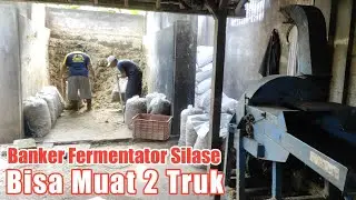 BANKER PAKAN...!! Cara Mudah dan Simpel Silase / Fermentasi Tebon Jagung