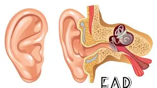 #ear #unveiled #functions #fascinatingfacts #3d #study #science #medifacts