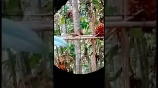nyanggong tupai dengan cara pasang umpan buah sawit.. #berburu #berburutupai #shortvideo