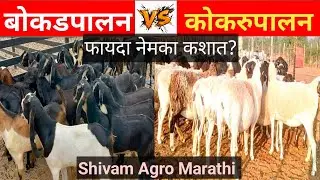 बोकडपालन Vs कोकरुपालन! साम्य,तुलना,संपूर्ण माहिती #sheepfarming #goatfarming #sheephusbandry #farm 
