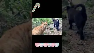 Best Buddies: Cute Cat & Dog Interactions Every Day!