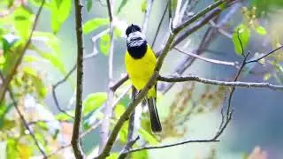 A loudest and most beautiful songsters; Golden Whistler (Pachycephala pectoralis)