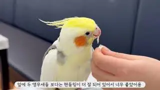 앵카한번가볼태니