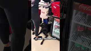 E-FLO Service Dog 