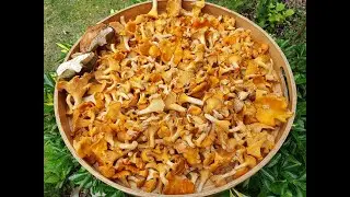 Ceuillette de girolles dans les Landes 2021