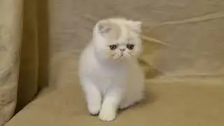 DSC0332