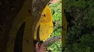 Rare Red Honey Discovered Inside a Big Tree 🌳🍯 #honey #beehive #shorts