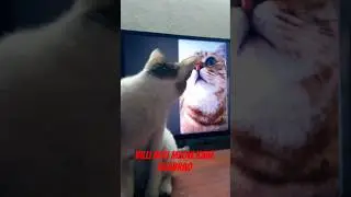 #reels #edit #youtubeshorts #funny#video #animals #lover❤️❤️😽😽🥰🥰 Robin 5 -2025 💖💖 Robinmondal c2u