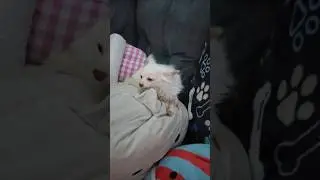 хрустящий шму Чи Чи