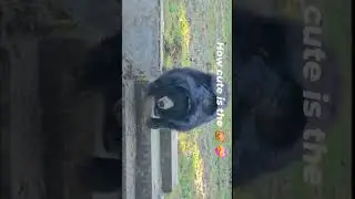 Loaded with cuteness 😍 😍#cutebearvideo#animallover#wildlife  #ytshorts #trendingshort