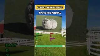 Fluffy Animals Quiz - Can You Name These 8 Animals? Bonus Question #animalquiz #quiz #shorts