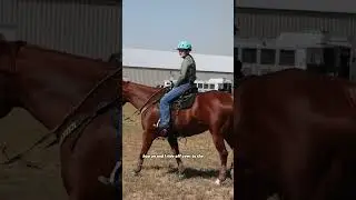 Видеоблог о беге на бочках! Честер отлично пробежал! #лошадь #конныйспорт #скачкинабочках