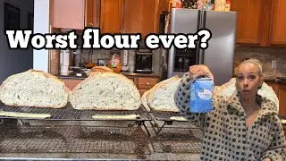 What&rsquo;s happens when I use Walmart all purpose flour to make sourdough.