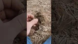 Civil War Relic Hot spot! #ramdetecting #metaldetecting #relichunting #relic #civilwar #shorts
