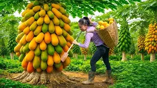 Harvesting Ripe Papayas & Selling at the Countryside Market | Sweet Mini
