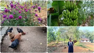 Harvest from the garden/ സ്വന്തം നട്ടു വെച്ച ചേന വിളവെടുത്തു #farming #garden 