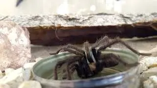 Tarantula drinking water