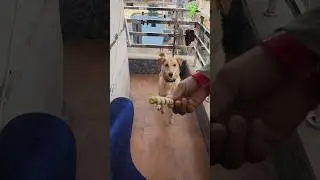 jony jony #lyla #dogvlog #shorts