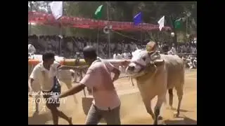 kasanneni Raja Chowdary bulls at mahanadi 2021 2nd place winner 🏆✨