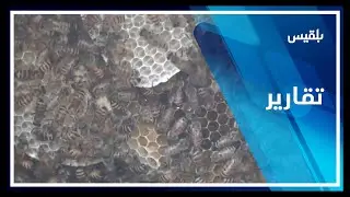محافظة أبين.. ارتفاع أسعار مواد تربية النحل يجبر نحالين على العزوف عن المهنة | تقرير: لطفي إبراهيم