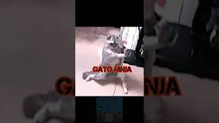 El GATO NINJA lo hace de nuevo 😎 #rap #hiphop #rapmexicano #humor #musica #ninja #superheroes