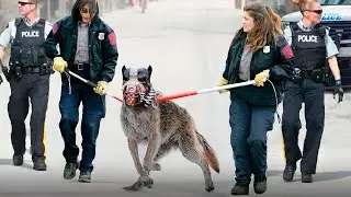 Voici Pourquoi Ce Chien Est 100 Fois Plus Dangereux Qu'un Loup