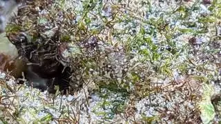 イソガニ/喜界島/モクズガニ科/Japanese shore crab