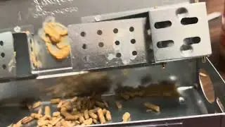 How to Catch Mice in your Home 2 of 3 - Guaranteed 