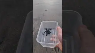 RELEASING BABY TURTLE INTO THE SEA! (UNREAL MOMENT) #shorts #turtlerelease #babyturtle #turtle