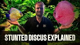 EXPLAINING STUNTED DISCUS !!!
