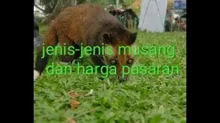 8 Jenis & harga musang