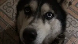 Husky Dog Video | Online 🐕