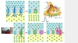 TW Human Bio Synaptic Transmission 2023