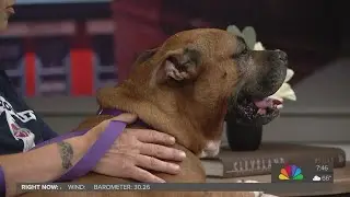 Clear the Shelters: Cuyahoga County Animal Shelter visits 3News