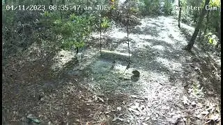 Another Fatty Down