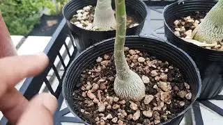 要把沙漠玫瑰小苗的肚子搞大，可以這樣做!