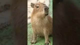 Cute Baby Capybara  sound