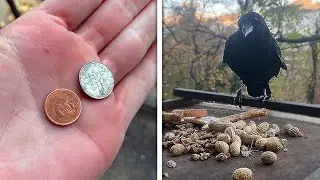 Footage shows BIRDS STEALING for their human friend