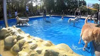 Hundeschwimmen Braunschweig 2018