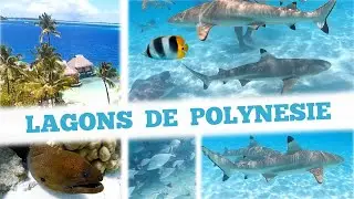 INCROYABLES LAGONS DE POLYNESIE