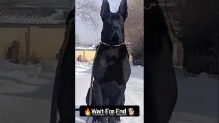 This Video Feels Unreal 😍🐕✅..#dog #trending #viral #puppy