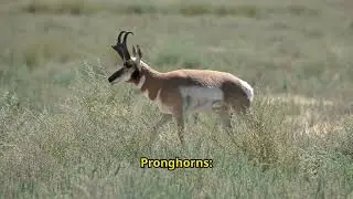 Pronghorn (Gabelbock)