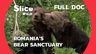 Saving Romania's Bears: The Zarand Corridor | SLICE WILD | FULL DOC